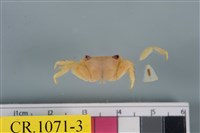 藏品(平分大額蟹)的圖片